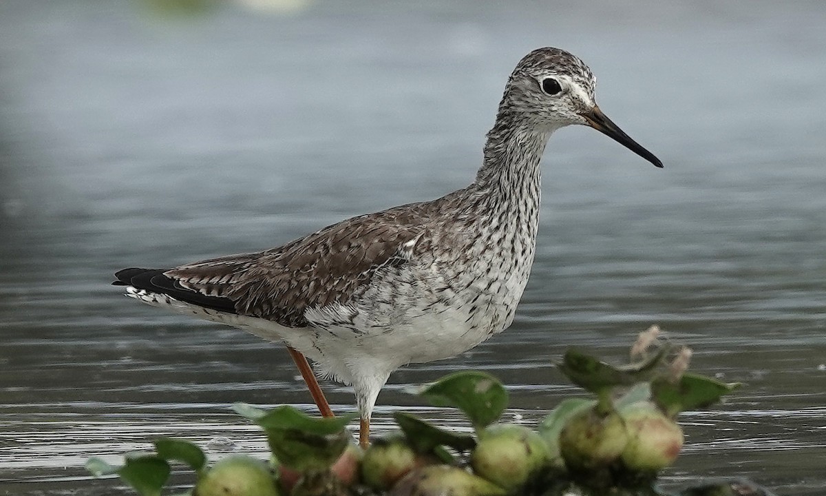 Lesser Yellowlegs - ML539059351