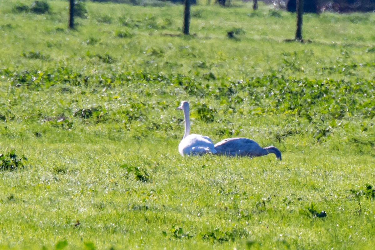 Trumpeter Swan - Bob Hasenick