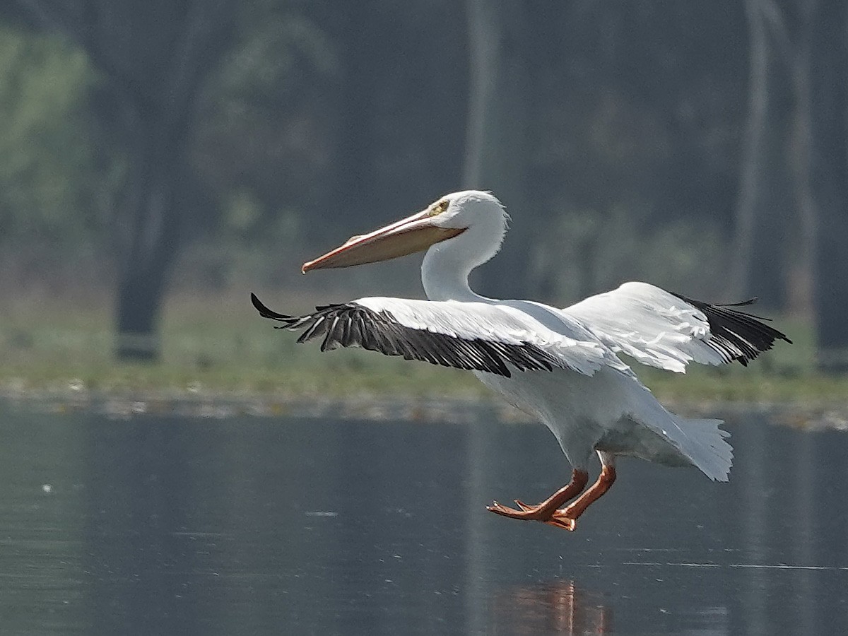 American White Pelican - ML539060621