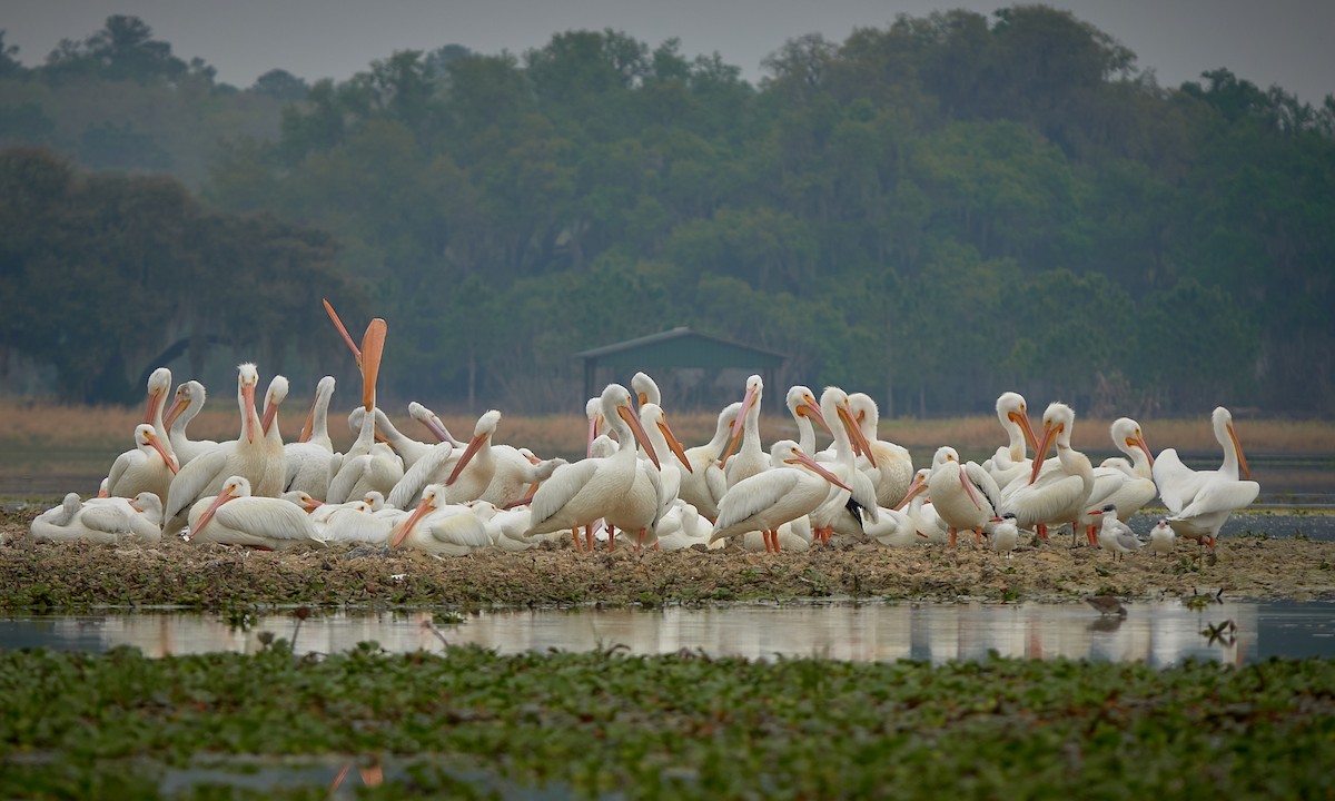 American White Pelican - ML539061791