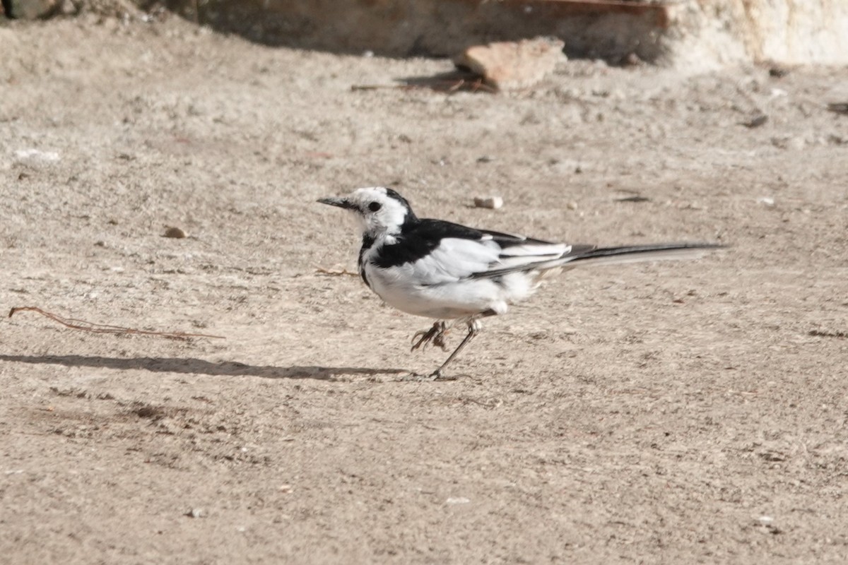 White Wagtail - ML539062191