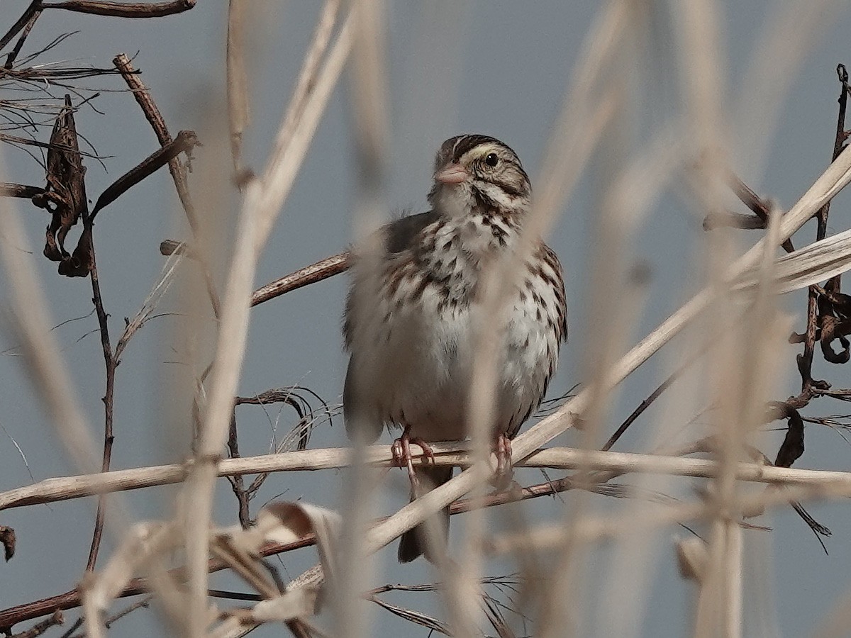 Savannah Sparrow - ML539062311