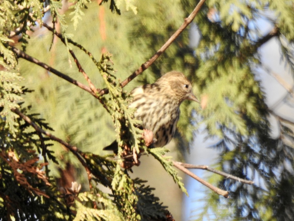 Pine Siskin - ML539064011