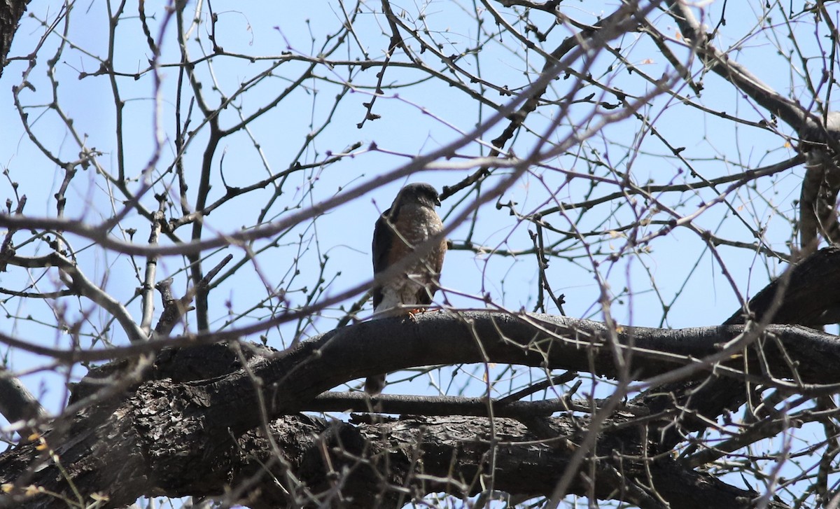 Sharp-shinned Hawk - ML539064061