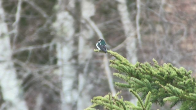 Hirondelle à face blanche - ML539064071