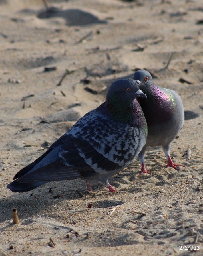 Rock Pigeon (Feral Pigeon) - ML539064391