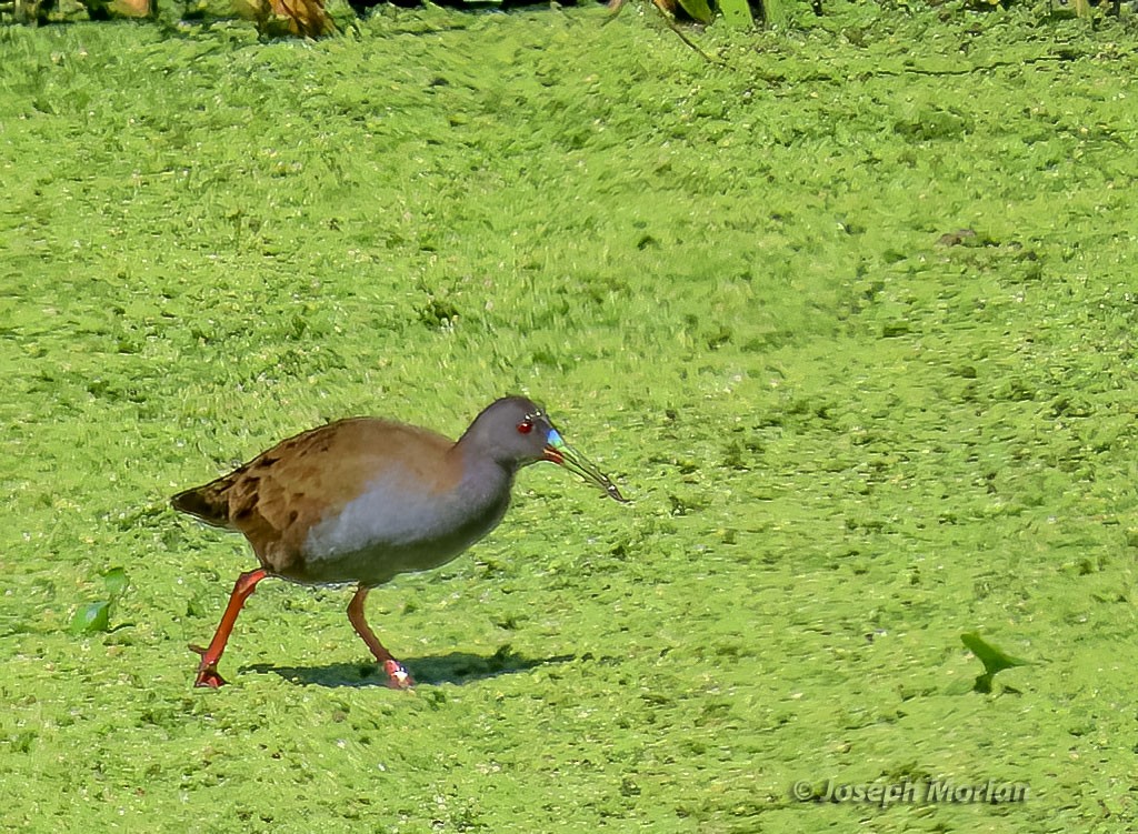 Plumbeous Rail - Joseph Morlan