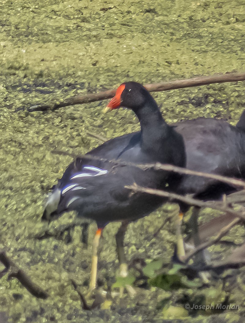 Common Gallinule - ML539066591