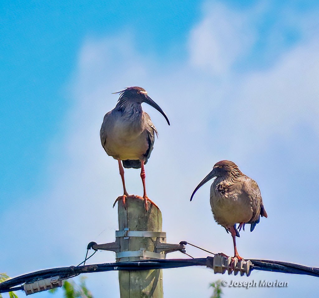 Plumbeous Ibis - ML539066851