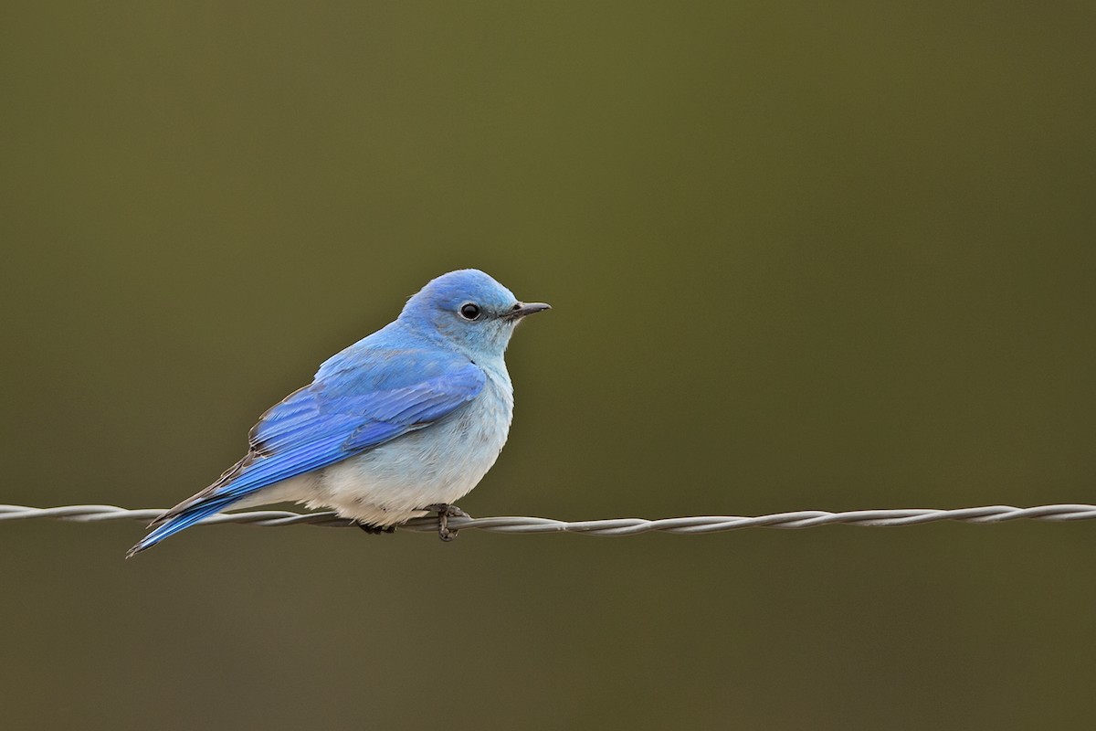 Mountain Bluebird - ML53906871