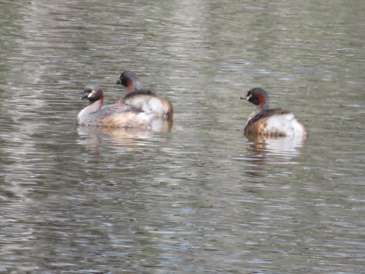 Australasian Grebe - ML539069111