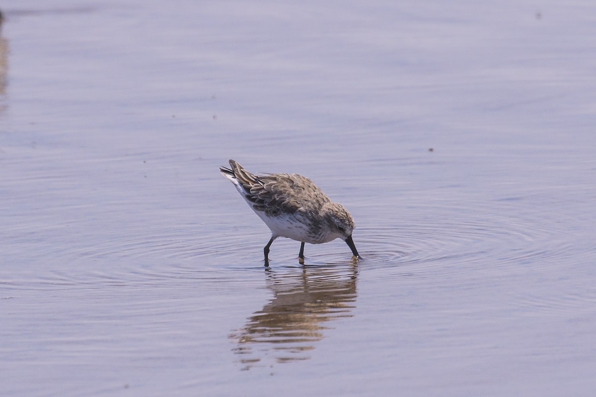 Western Sandpiper - Simon Lane