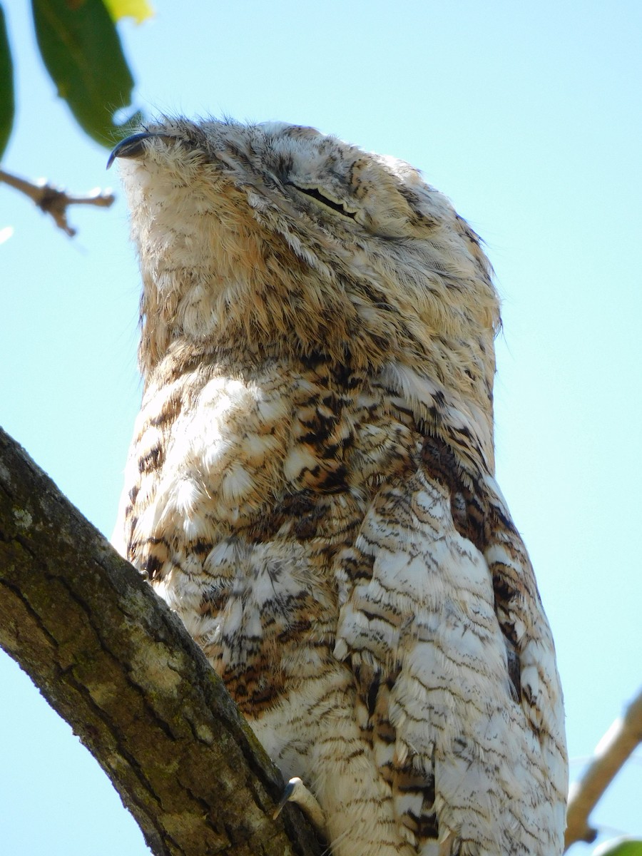 Great Potoo - ML539073171