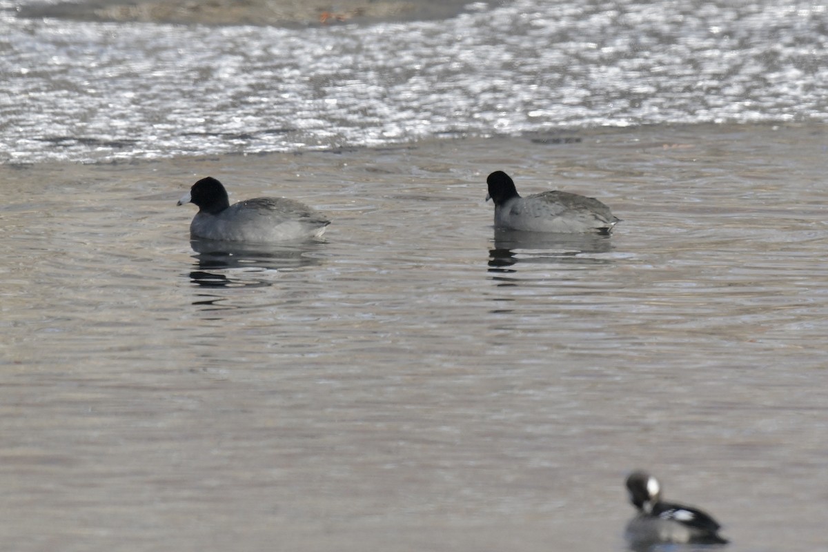 American Coot - ML539074451