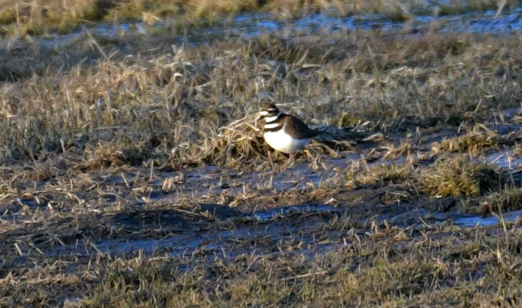 Killdeer - ML539074911