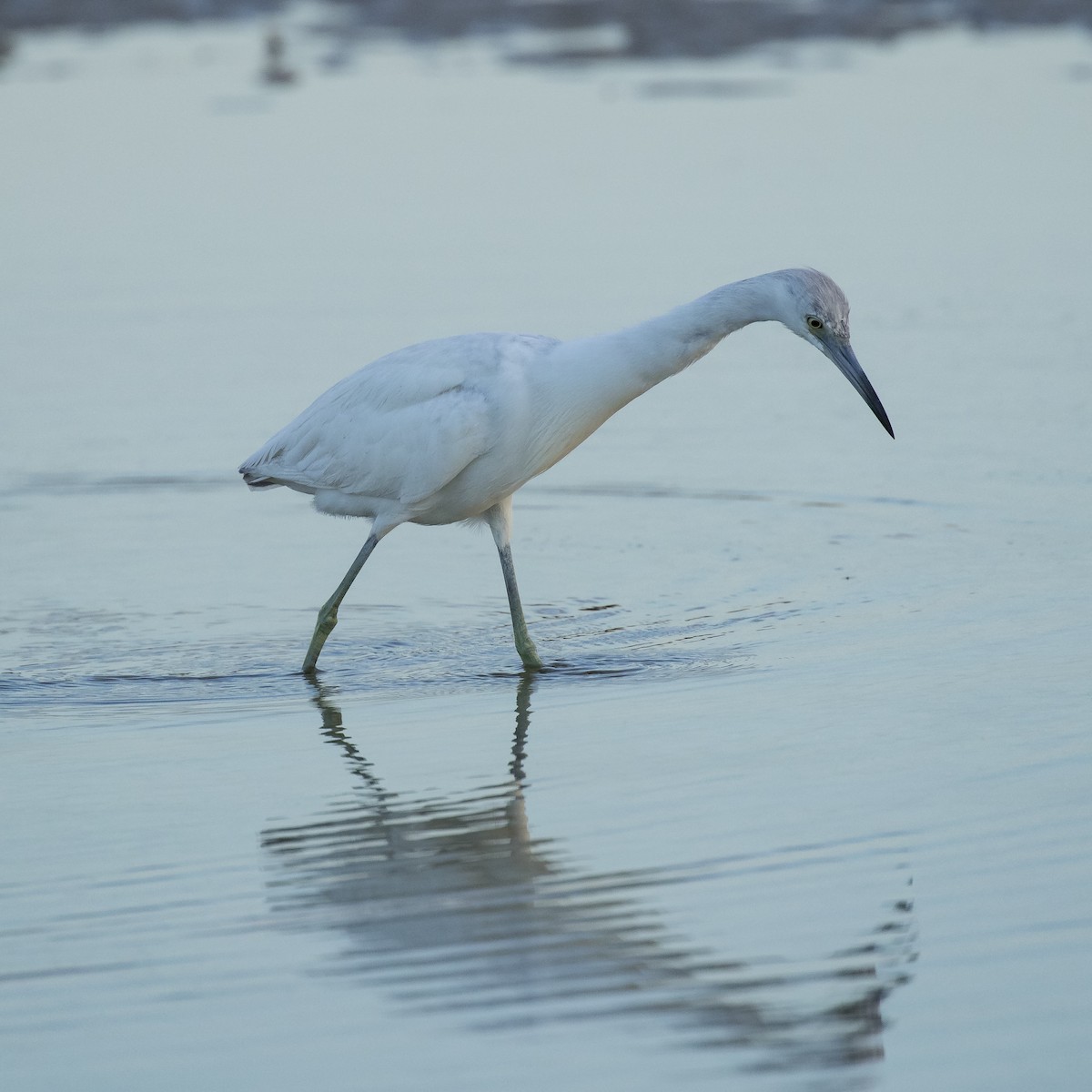 Little Blue Heron - ML53907531