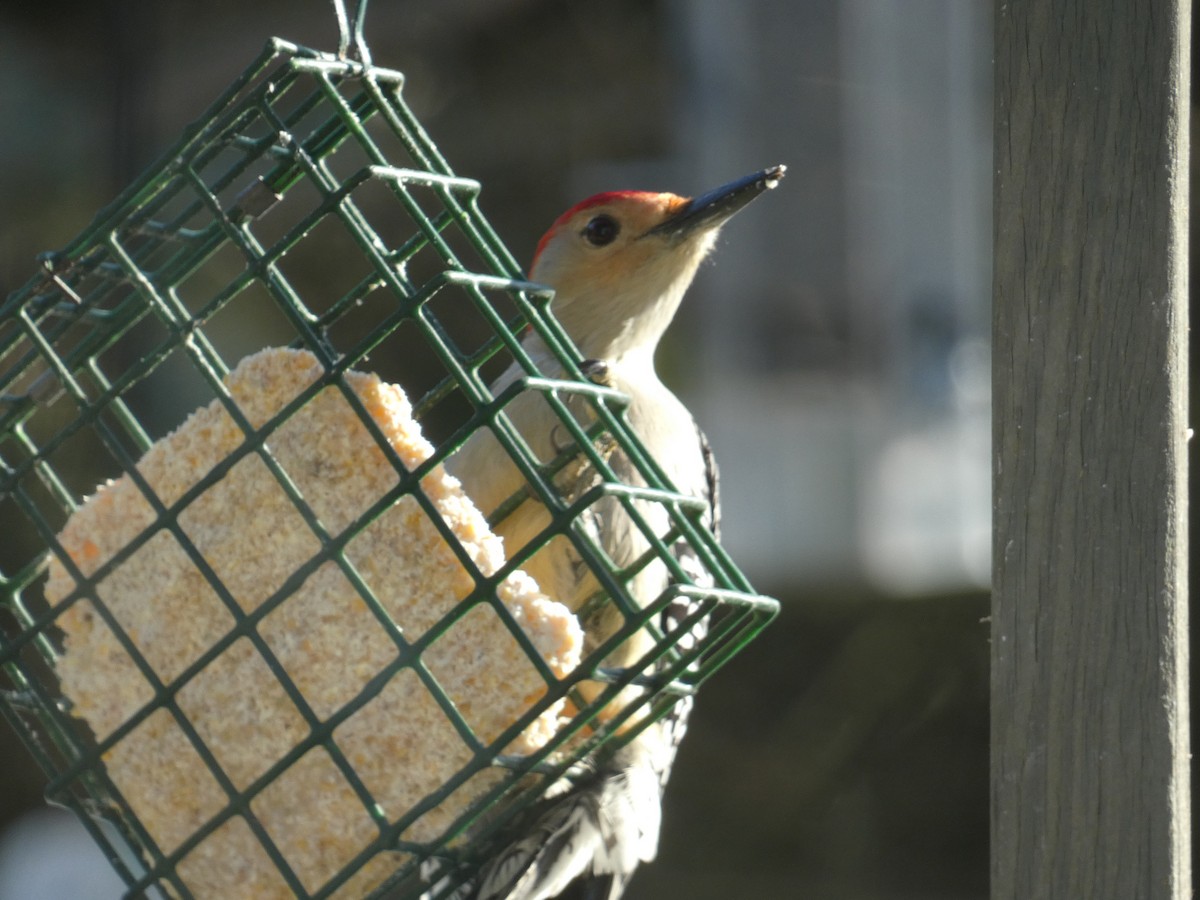 Red-bellied Woodpecker - ML539075531