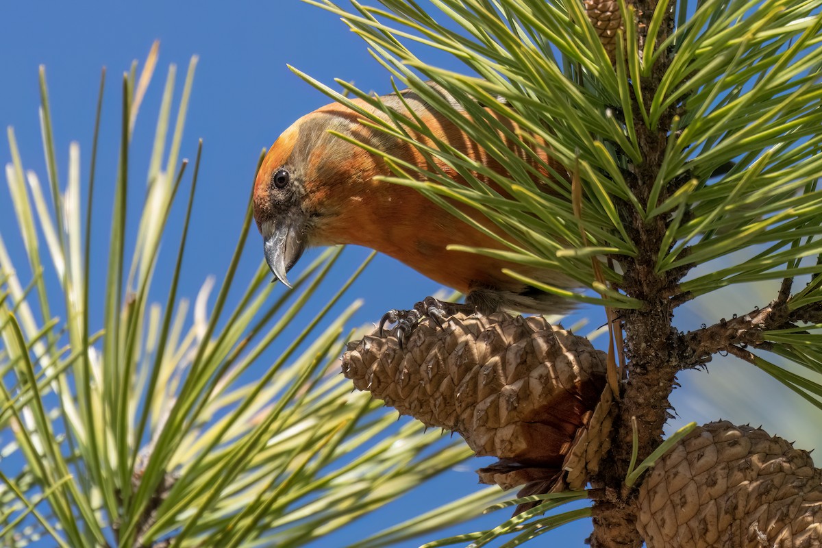 Red Crossbill (Northeastern or type 12) - Jeff Hapeman