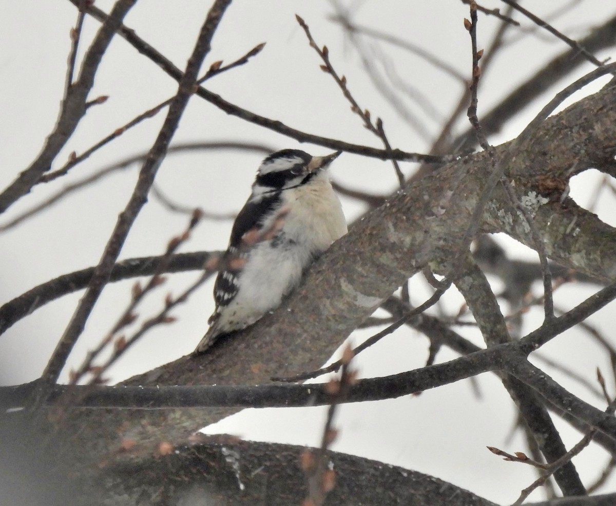 Downy Woodpecker - ML539076671