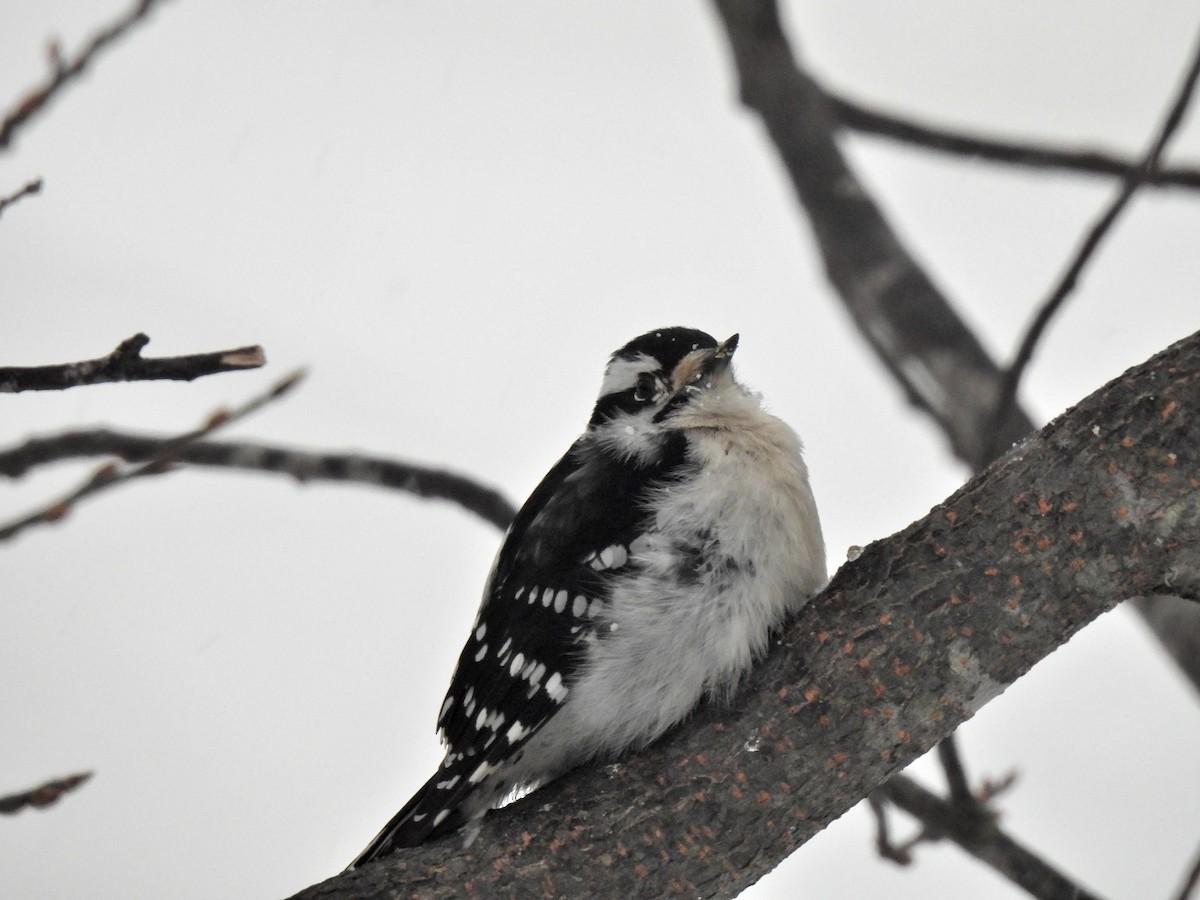 Downy Woodpecker - ML539076701