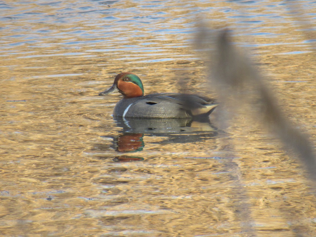 Green-winged Teal - ML539077021
