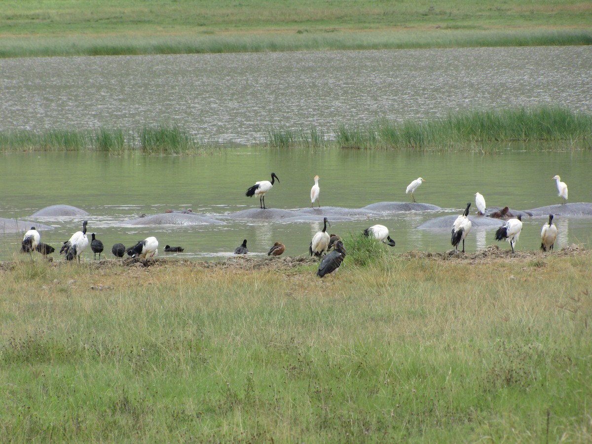 Dendrocygne fauve - ML539077651