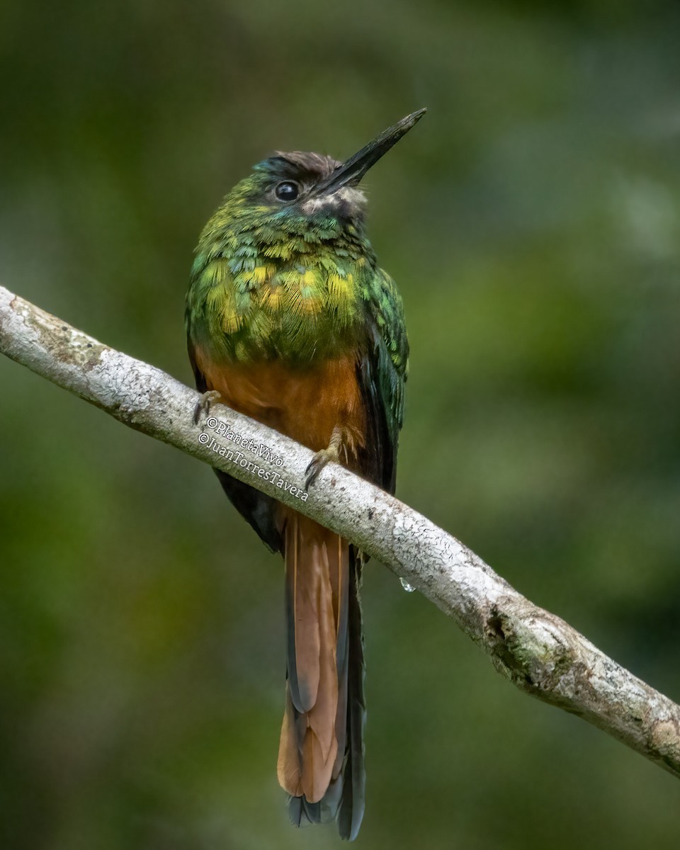 White-chinned Jacamar - Juan Torres Tavera