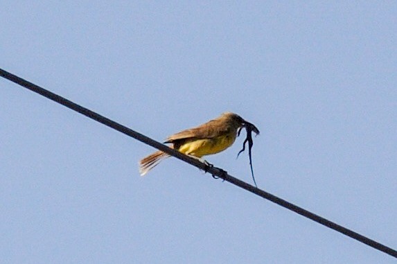 Tropical Kingbird - Karina Machín