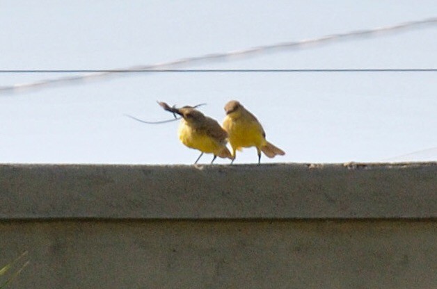 Tropical Kingbird - ML539078341