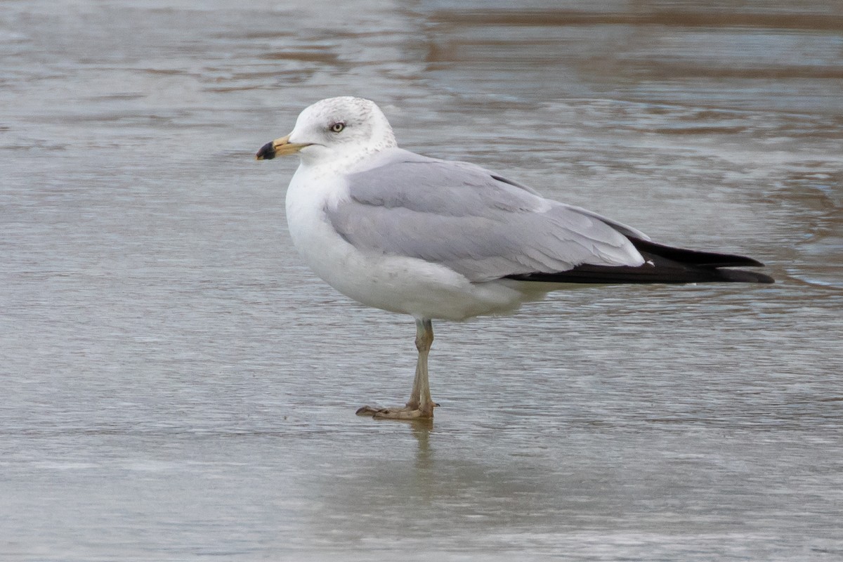 Ring-billed Gull - ML539079301