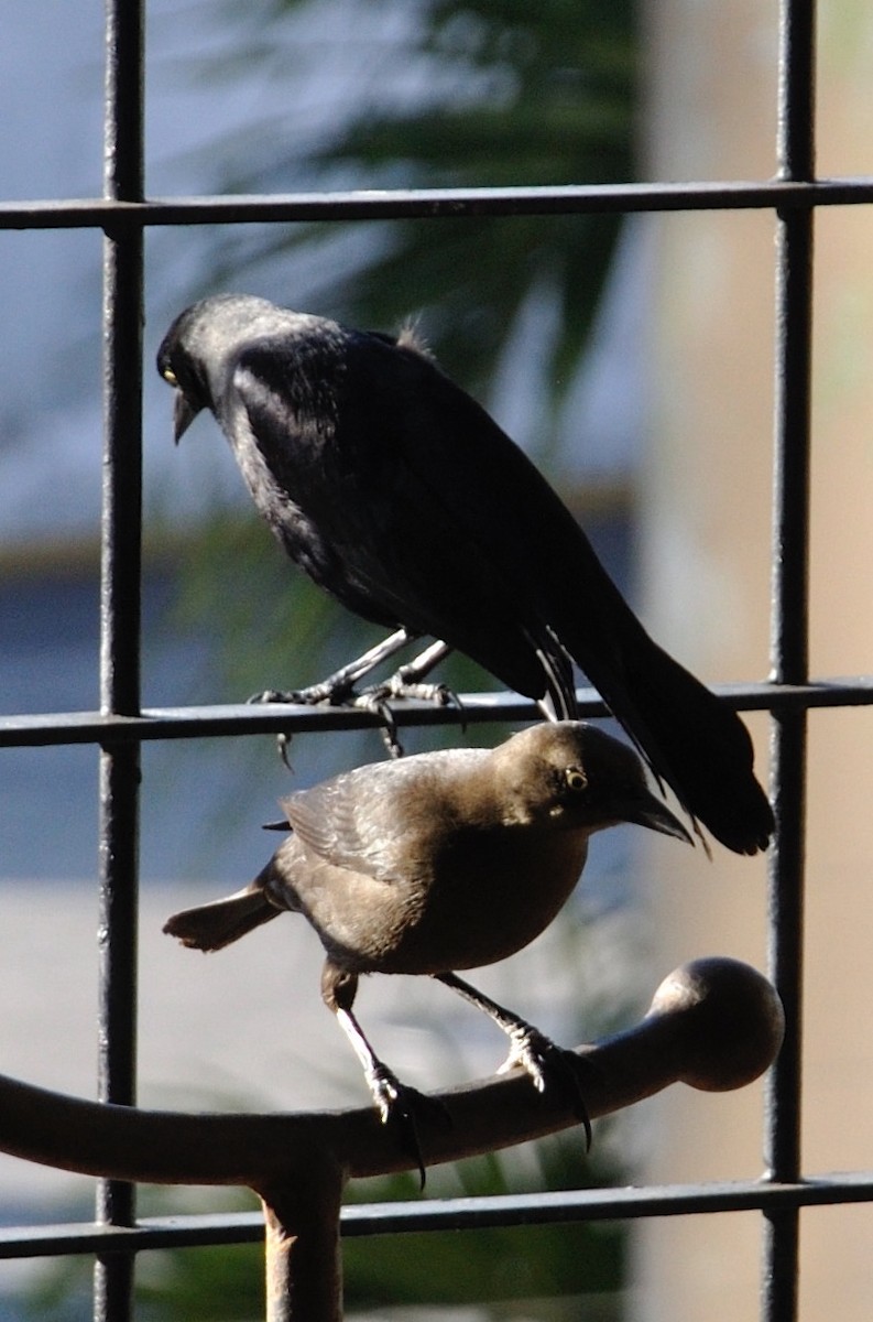 Carib Grackle - Karina Machín