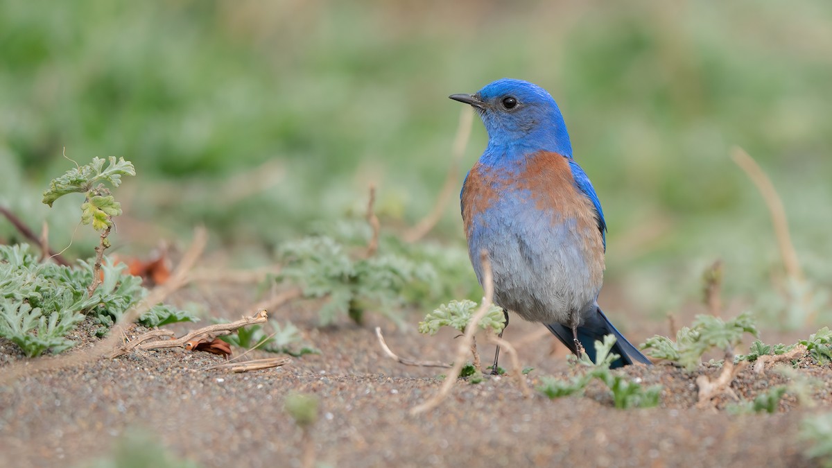 Western Bluebird - ML539080761