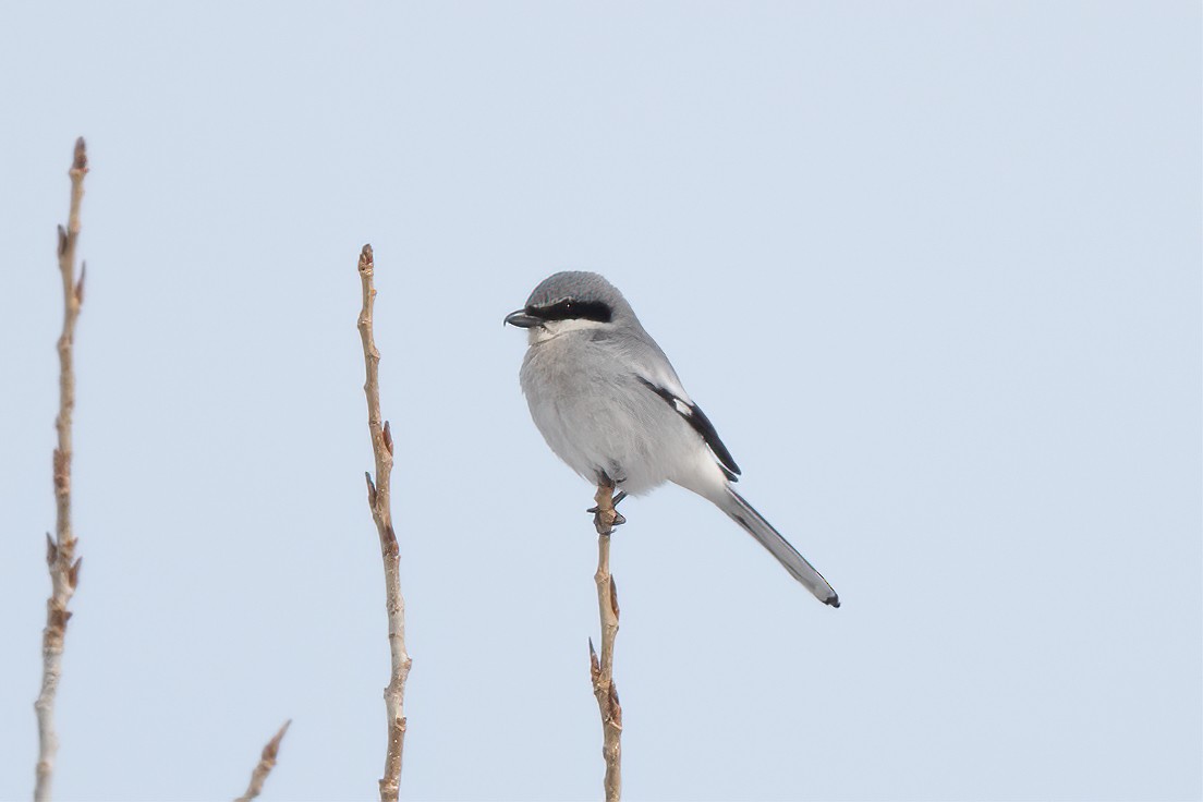 Loggerhead Shrike - William Kelley