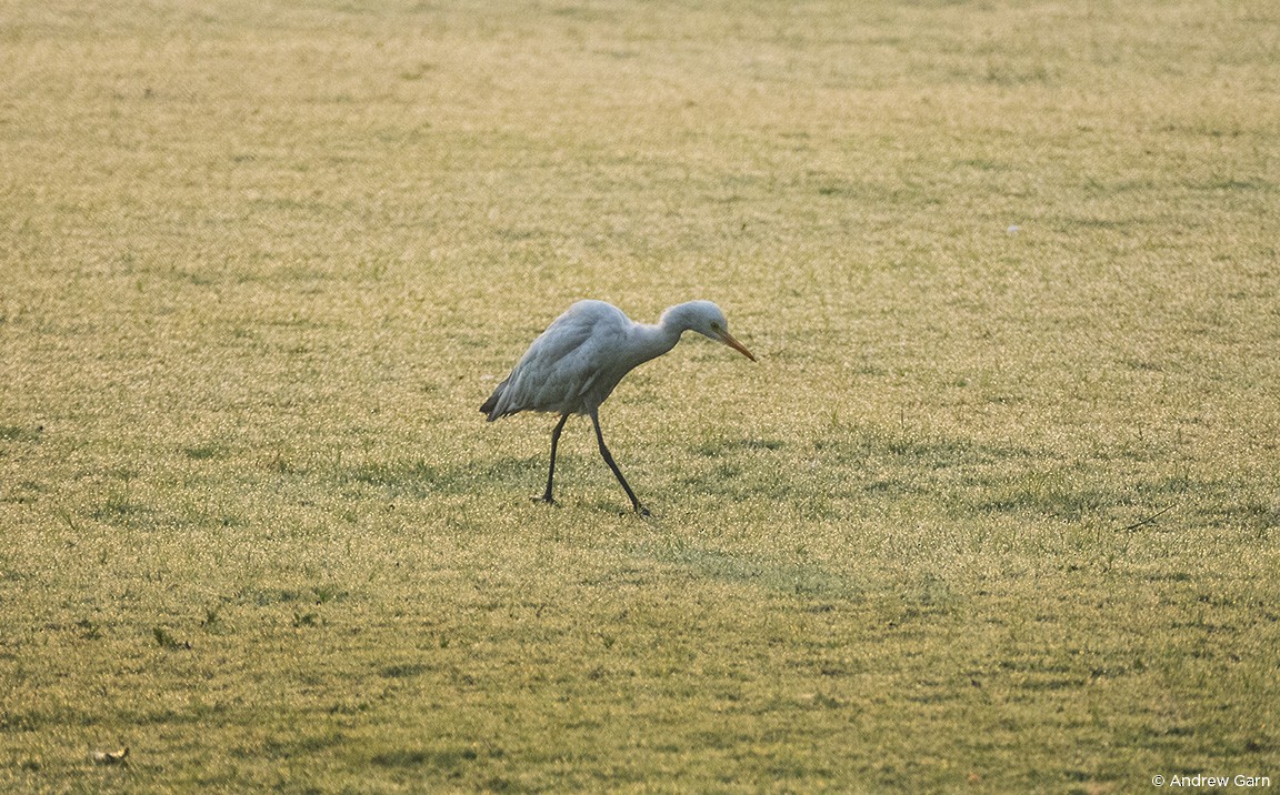 Gray Heron - ML539081331