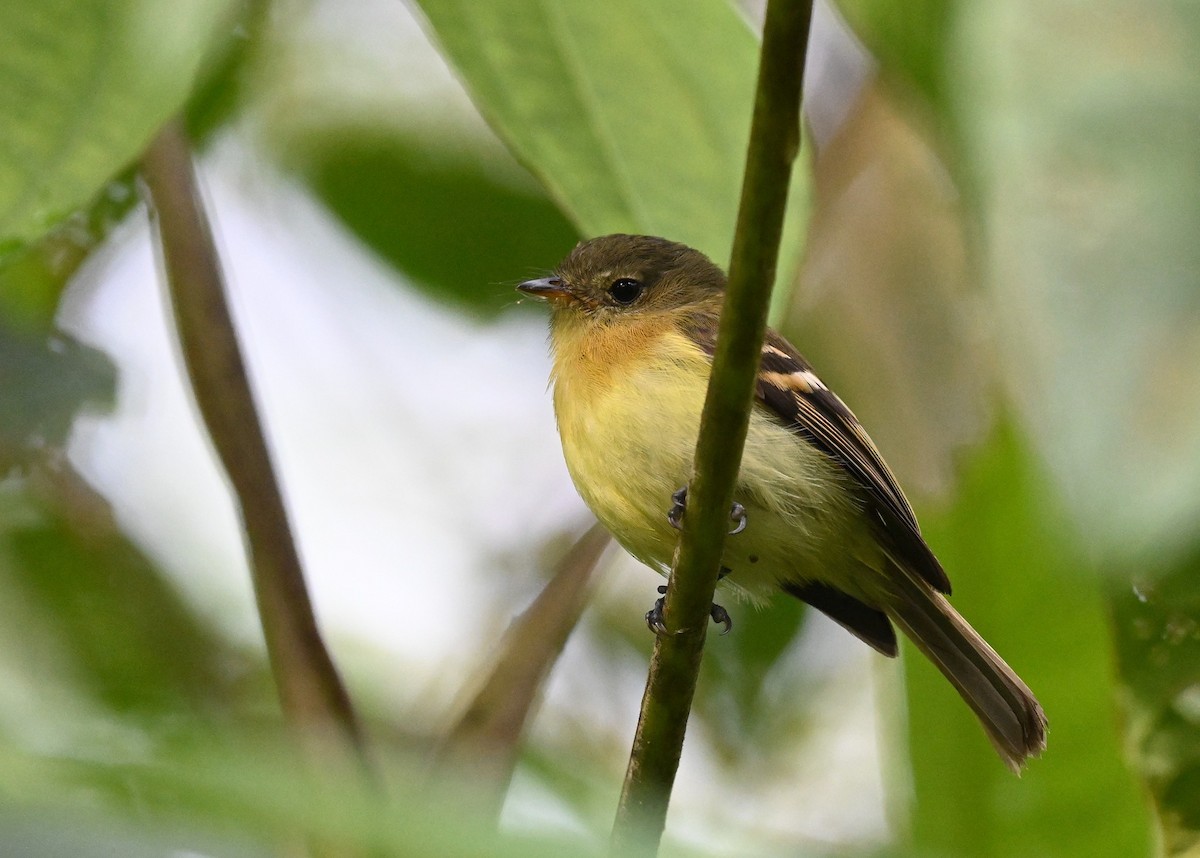 Handsome Flycatcher - ML539083231