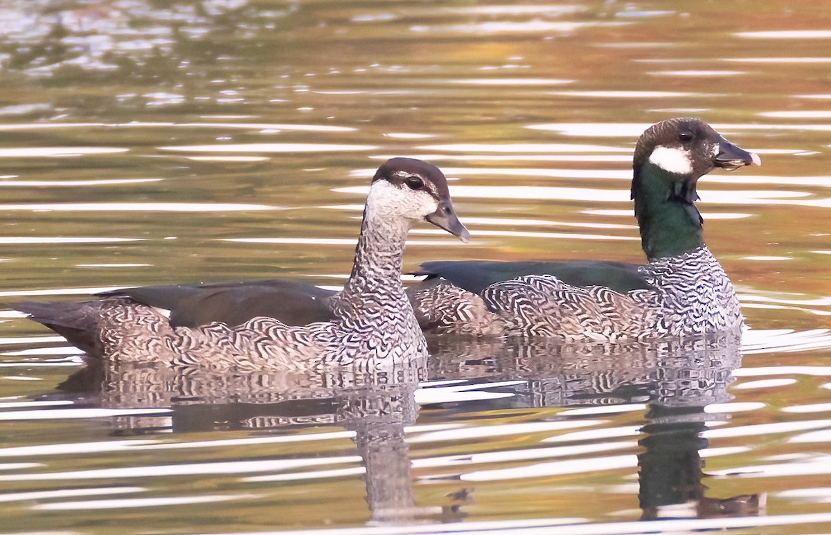 Green Pygmy-Goose - Robert Bochenek