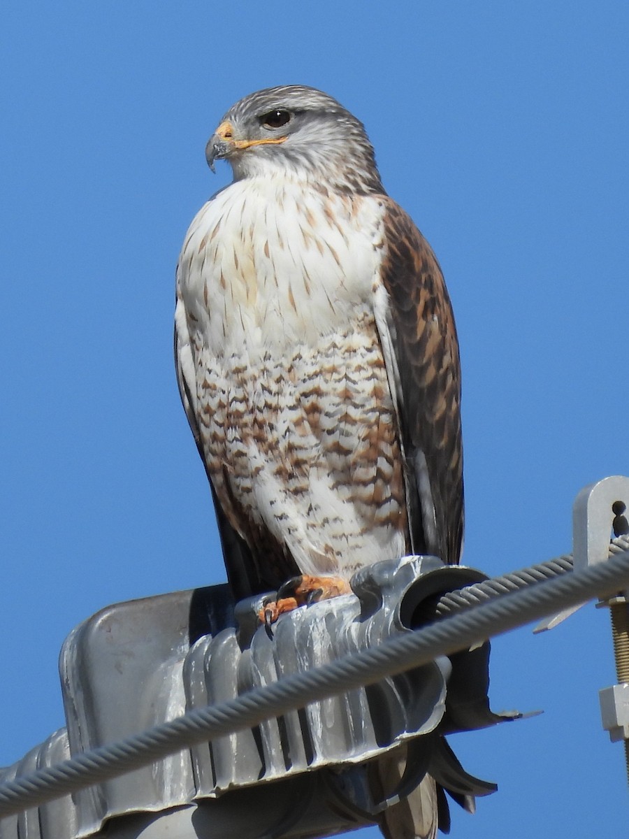 Ferruginous Hawk - ML539085191