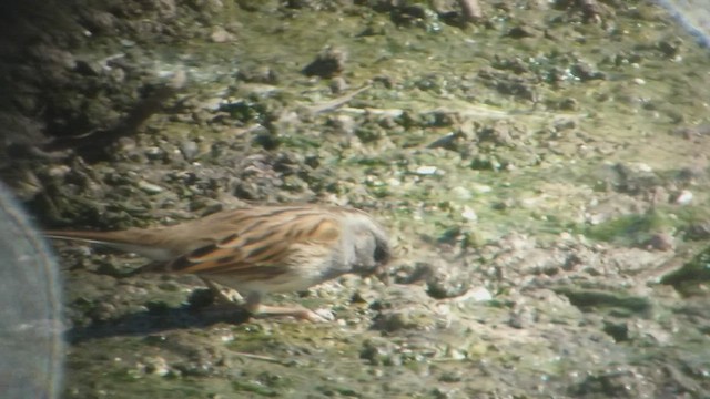 Black-faced Bunting - ML539085881