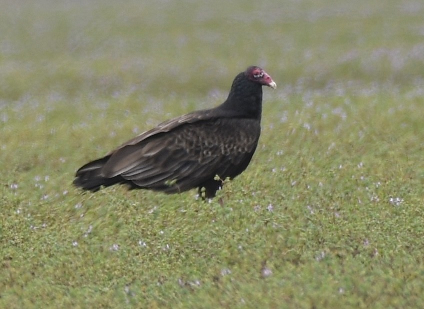 Turkey Vulture - ML539087441