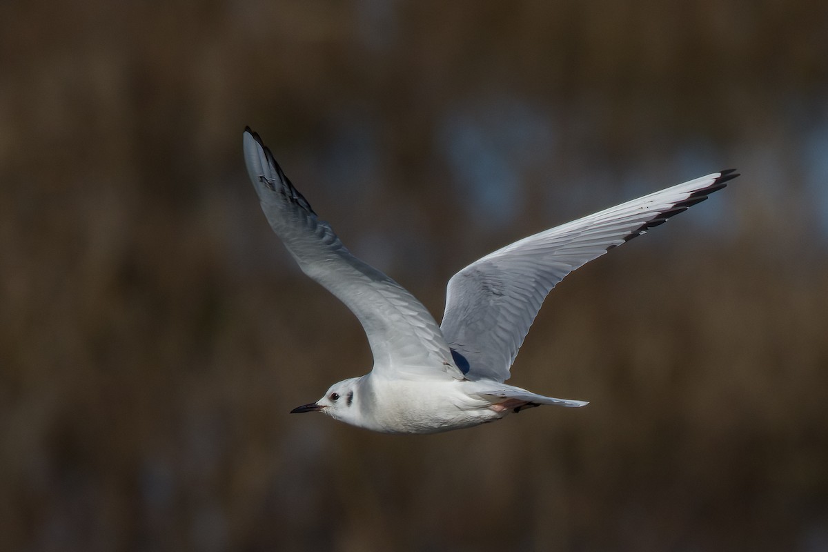 Mouette de Bonaparte - ML539087891