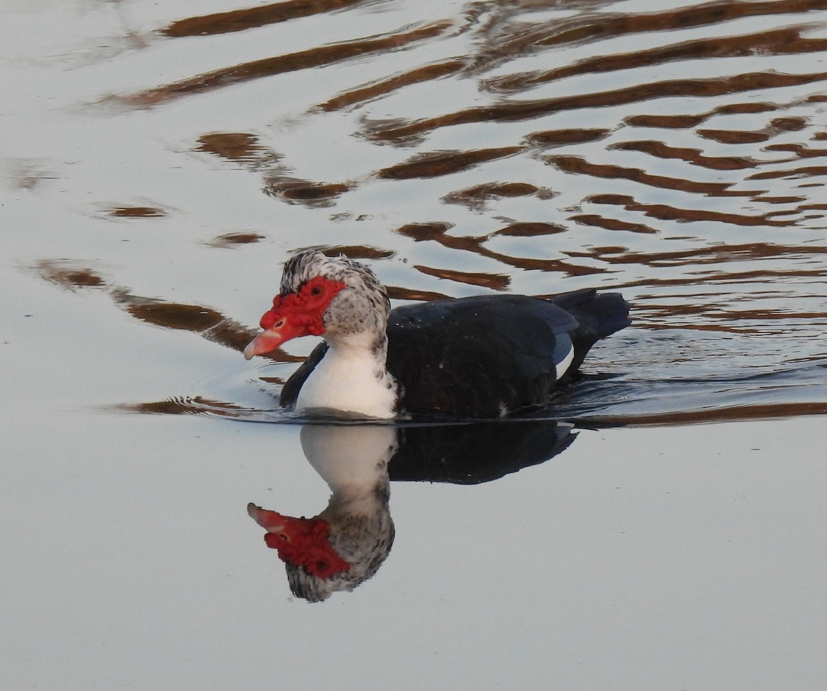 Muscovy Duck (Domestic type) - ML539088401