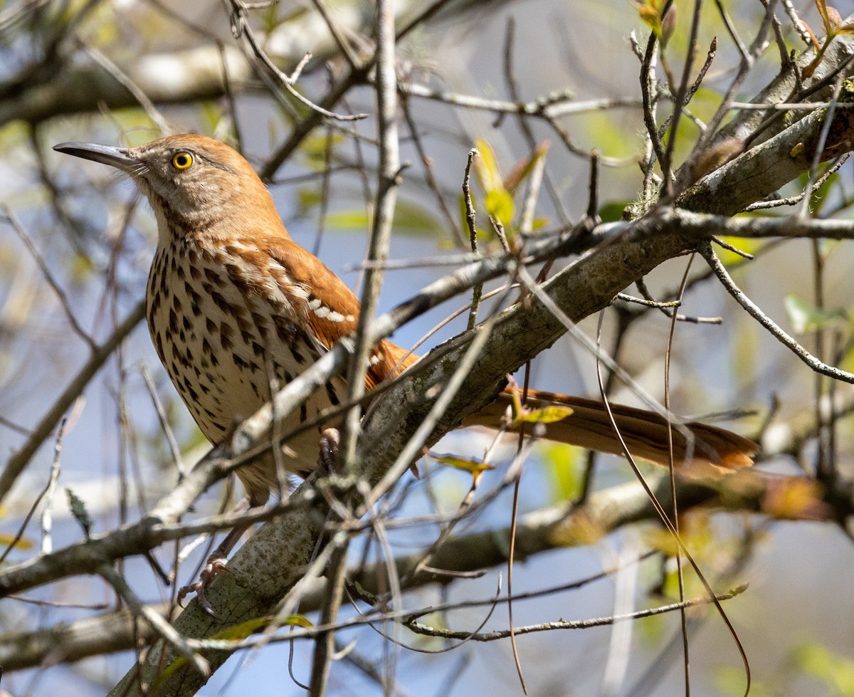 Brown Thrasher - Greg Harrington