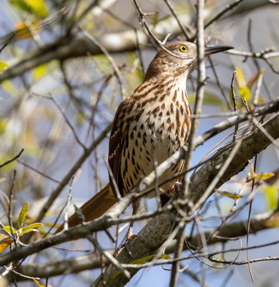 Brown Thrasher - Greg Harrington