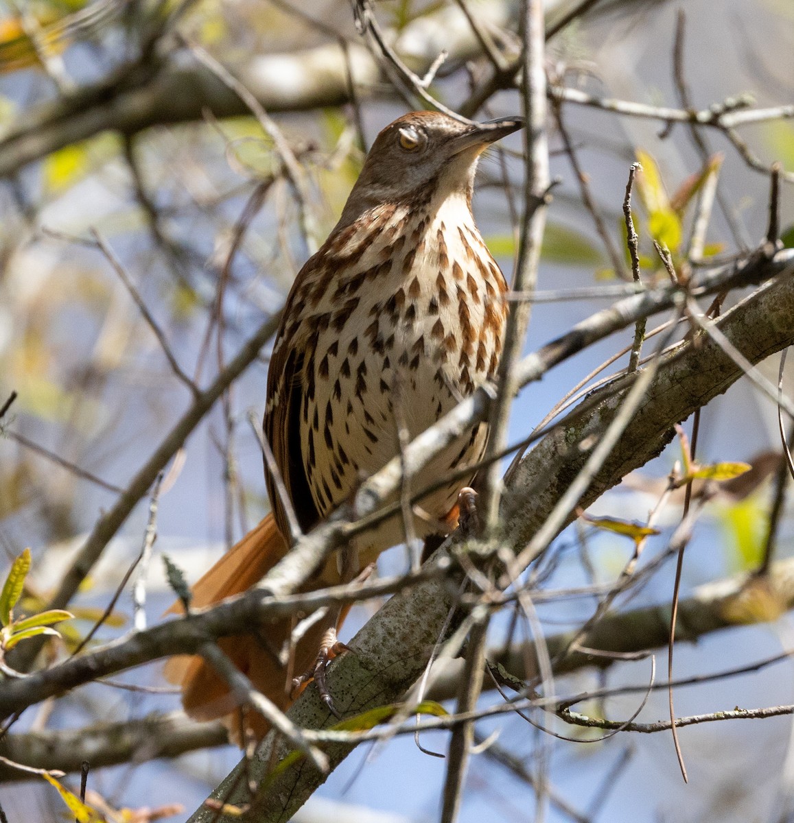 Brown Thrasher - Greg Harrington