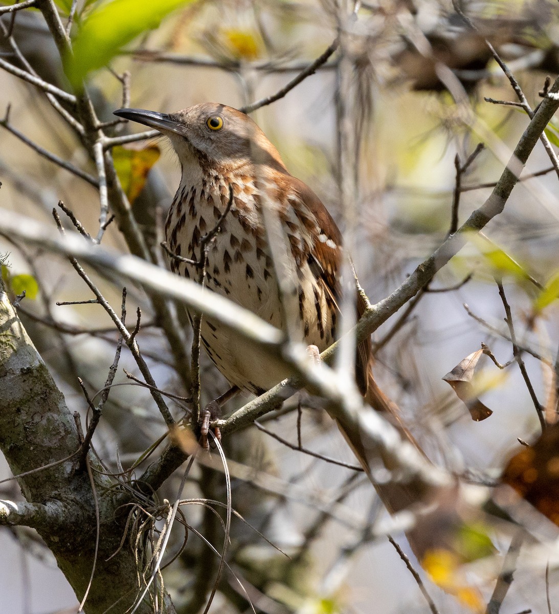 Brown Thrasher - Greg Harrington