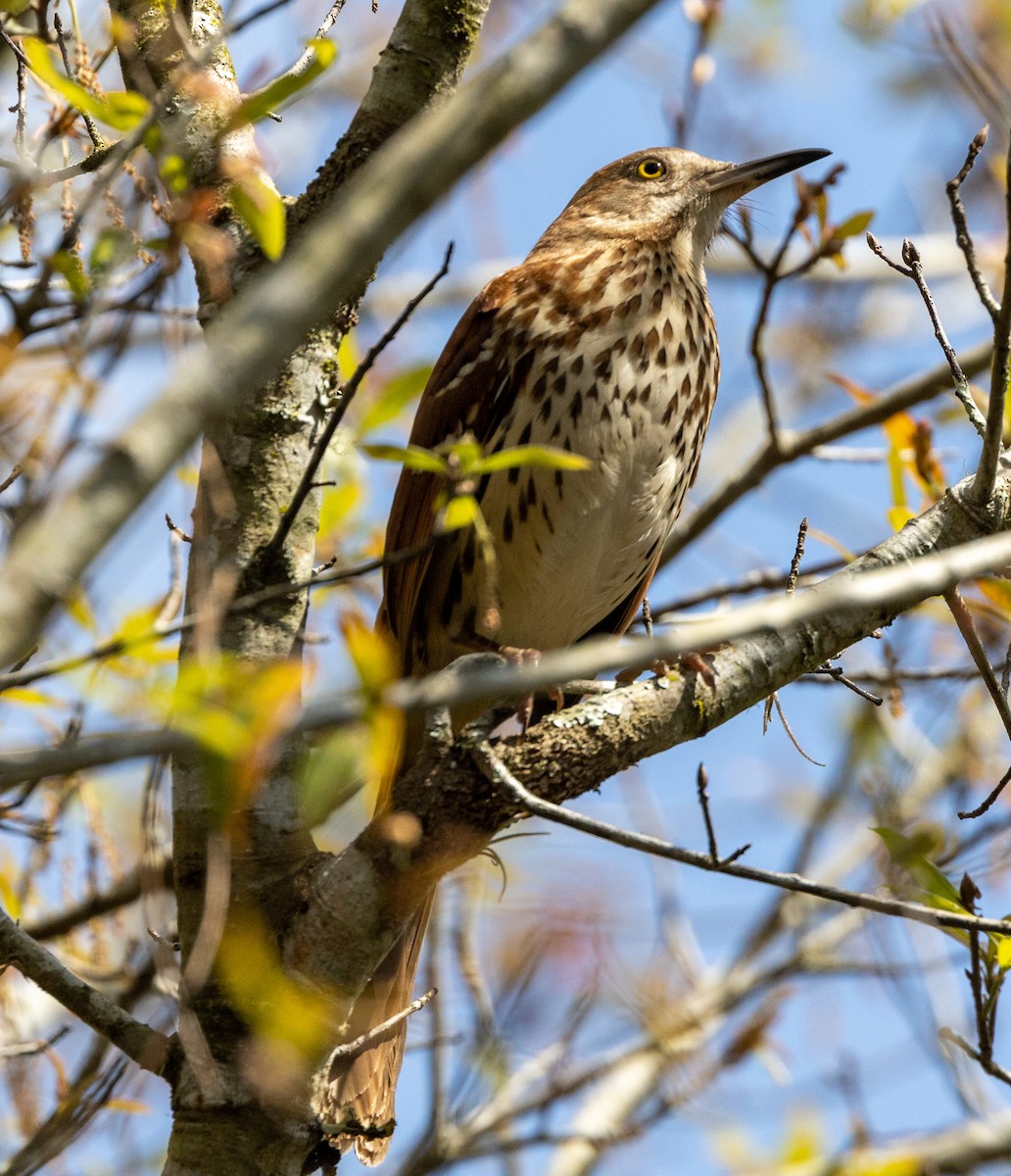 Brown Thrasher - Greg Harrington