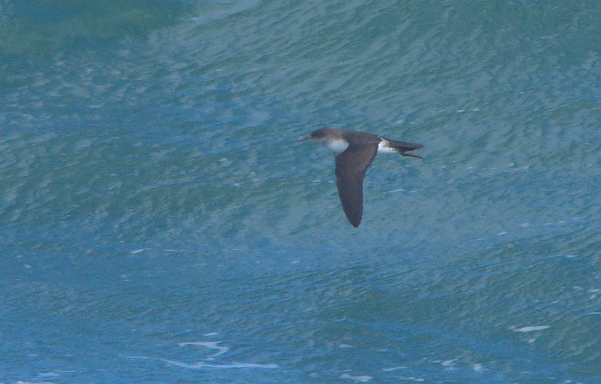 Black-vented Shearwater - ML539092631