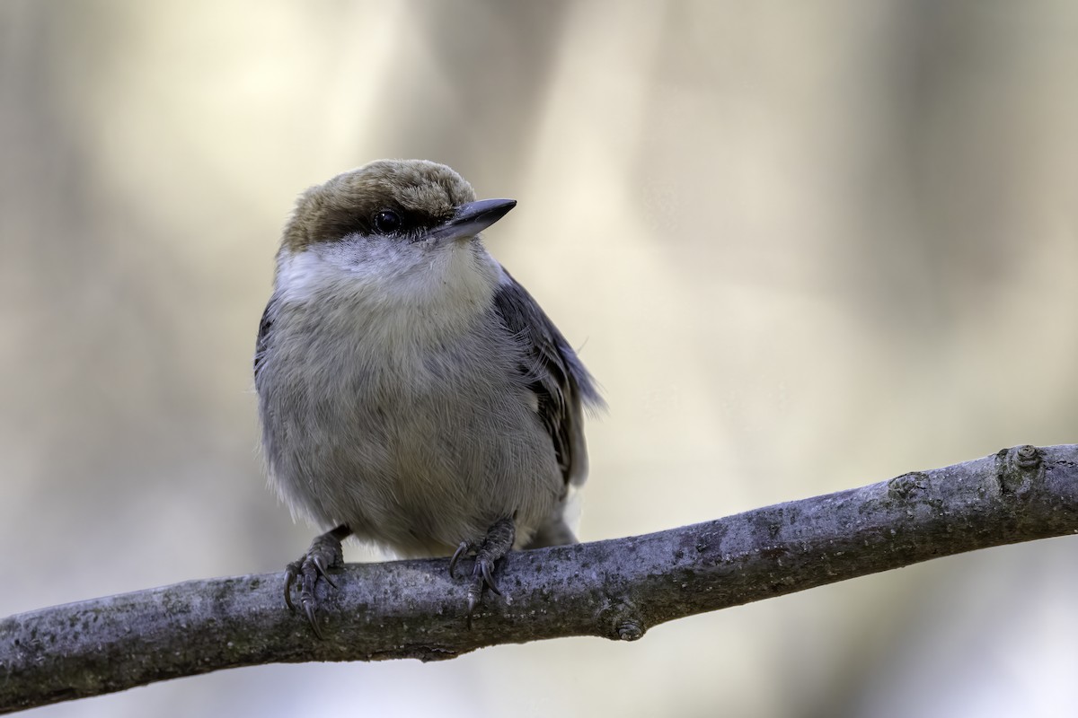 Brown-headed Nuthatch - ML539094151