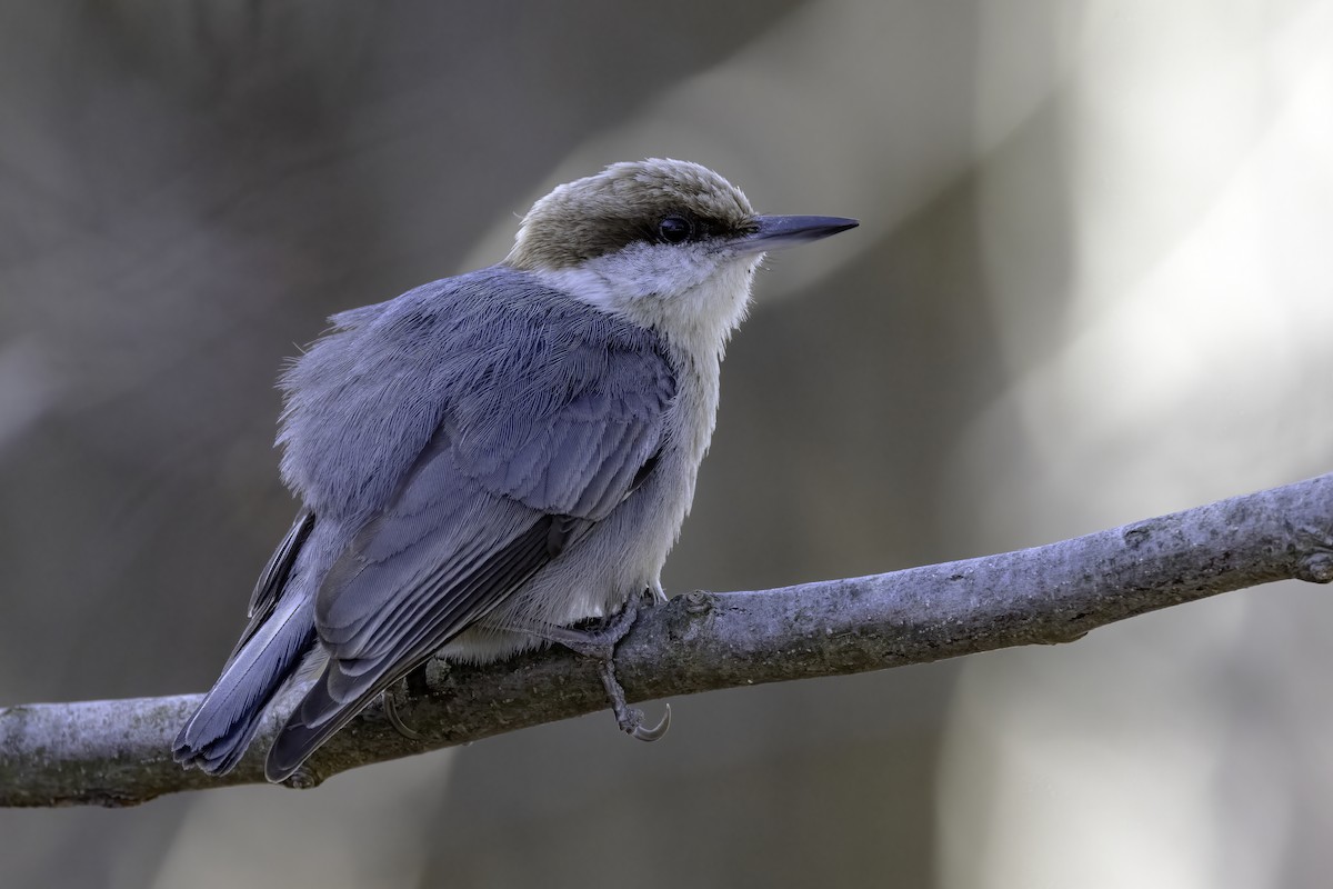 Brown-headed Nuthatch - ML539094161