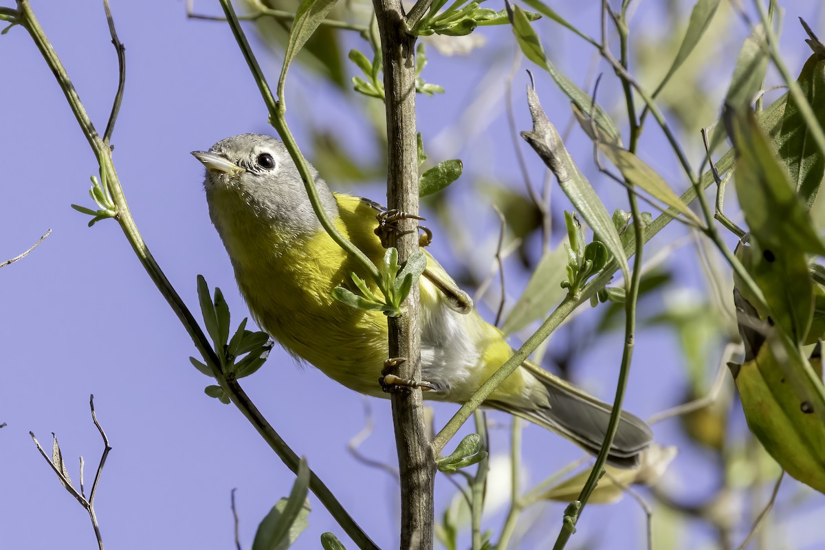Nashville Warbler (ridgwayi) - ML539094581